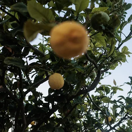 Evdokia-comfort Olive Yard With Aegean View Dom wakacyjny